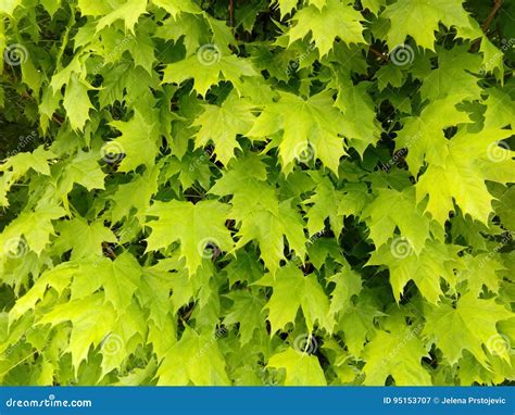 Sycamore Maple Green Leaves Stock Image - Image of leaves, maple: 95153707