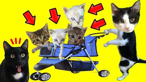 Carro Para Gato En Horas De Vacaciones Con Gatitos Luna Y Estrella