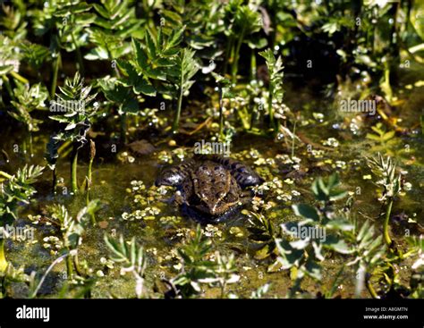 Red Legged Frog Rana Aurora In Point Reyes National Seashore Stock