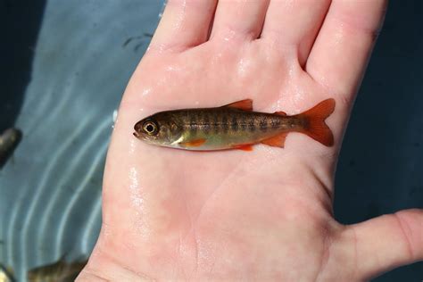 Juvenile Coho Salmon Fish Creek Alaska Usfwskatrina Muel Flickr