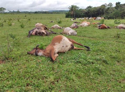 Raio Mata 25 Cabeças De Gado Em Ouro Preto Do Oeste Ro Rondônia G1