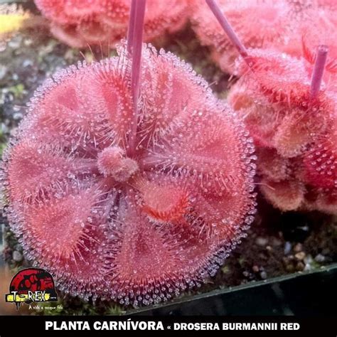 Compre Agora Planta Carnívora Drosera Burmanni Red