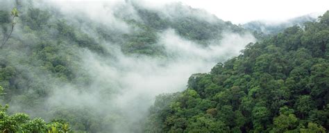 Jangal-e Abr (Cloud Forest) is one of the oldest and most beautiful forests