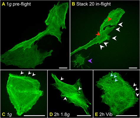 Inflight Analyses Of F Actin Cytoskeleton Changes During The Texus