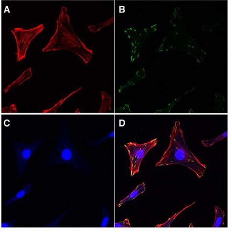 F Actin Staining With Phalloidin Rhodamine Conjugate 46 Off