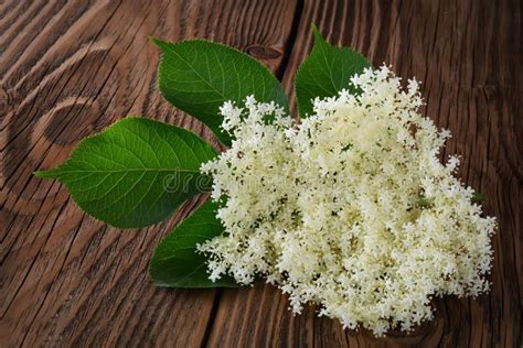 Elderberry Flowers on the Wooden Background. Curative Properties of ...