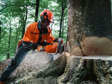 RenovaOlivo Tala y poda controlada de árboles peligrosos