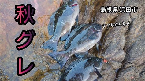 『フカセ釣り』初めての地磯でグレ釣り‼️ 島根県 浜田市 山陰釣り新報