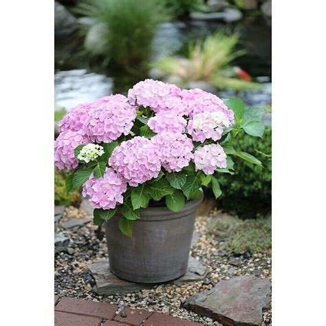 Bauernhortensie Hydrangea Macrophylla Forever And Ever® Pink Topfvolumen 5 L Rosa Bauhaus