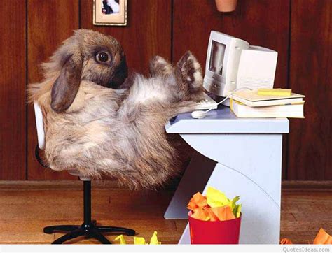 Funny Bunny Wallpapers - Wallpaper Cave