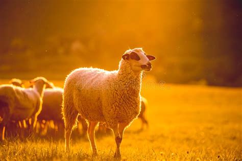 Sheeps In A Meadow On Green Grass At Sunset Portrait Of Sheep Flock