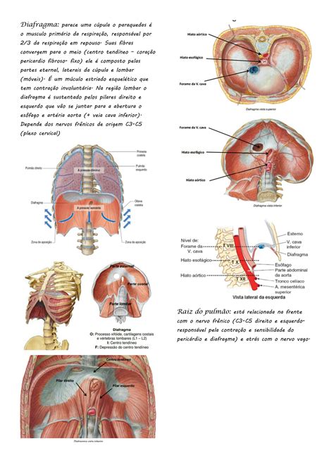 Solution Anatomia M Sculo Diafragma Studypool