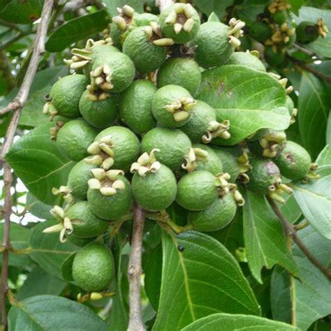 Semillas De Guayaba Brasile A Psidium Guineense Precio