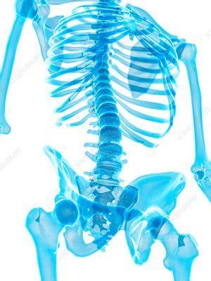 Human Skeletal System Stock Image F Science Photo Library