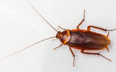 Signs of cockroach infestation - West Termite, Pest and Lawn