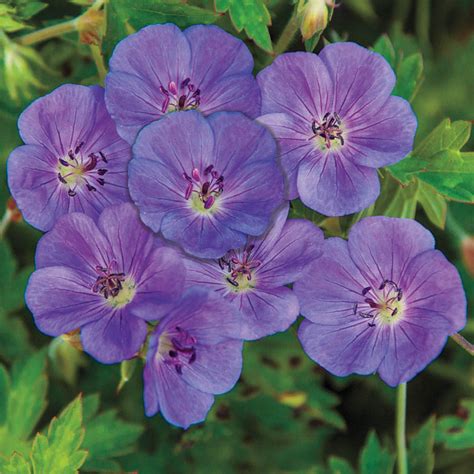 Rozanne Hardy Geranium | Gurney's Seed & Nursery Co.