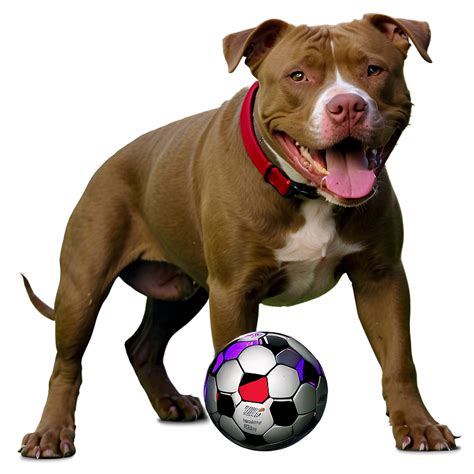 Pitbull With Ball Png 89 Png Image