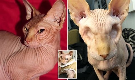 This Hairless Cat Who Had His Eyes Removed After Two Ulcers Is An