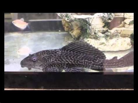 Hypostomus Plecostomus Pleco Limpia Cristales YouTube