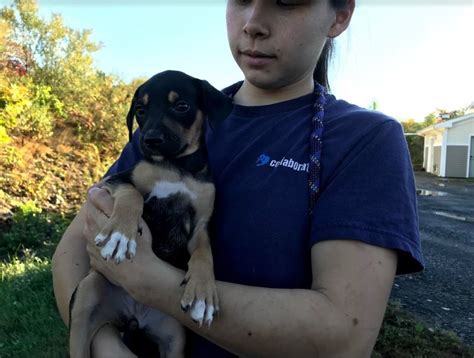 Watch Mspca Takes In Rescued Dogs From Puerto Rico Natick Ma Patch