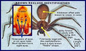 Brown Recluse Spider Bite, Symptoms, Causes, Treatment