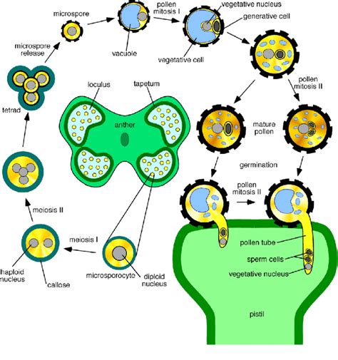 Schematic Diagram Illustrating Pollen Development Download Scientific Diagram