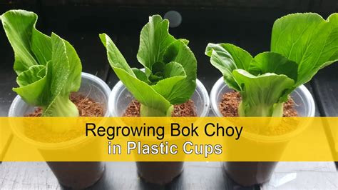 Trồng Cải Trong Cốc Nhựa Nhỏ Regrowing Bok Choy In Plastic Cups Youtube