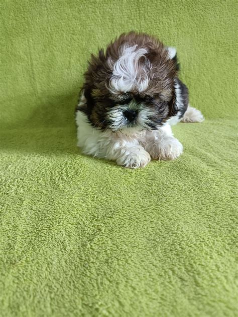 Shih Tzu Szczeniak Cepno Olx Pl