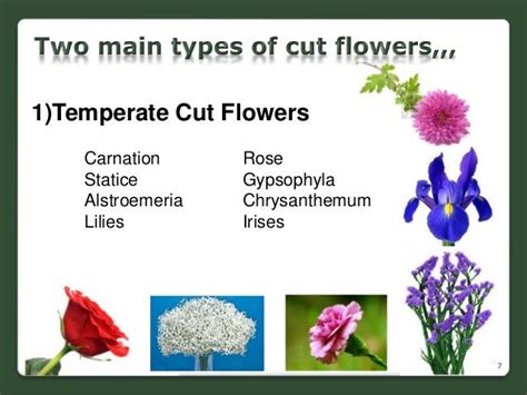 Cut Flower Production In Sl