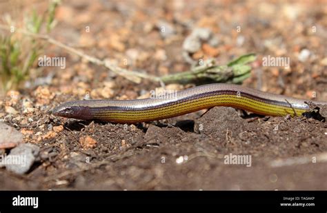 California Legless Lizard Anniella Hi Res Stock Photography And Images