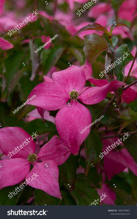 Cornus Kousa Scarlet Fire Stock Photo 1484749901 Shutterstock