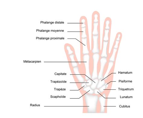 Fracture Du Scapho De Main Carpien Sympt Mes Traitement