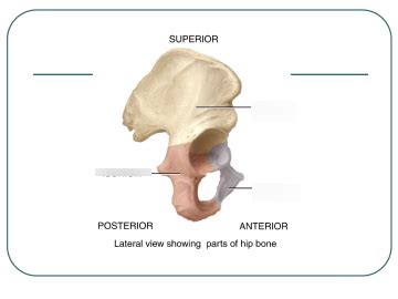 Bones Of The Os Coxae Innominate Or Hip Bone Diagram Quizlet