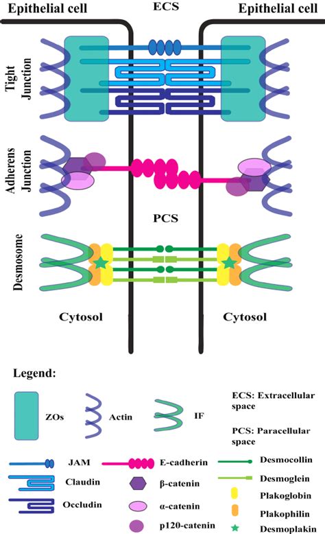 Lateral Cell Junctions Shown Is A Representation Of The Molecular