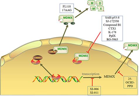 Full Article Mdmx In Cancer A Partner Of P And A P Independent