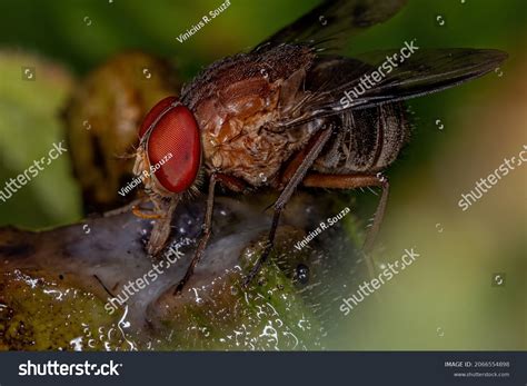 calyptrate images stock  vectors shutterstock