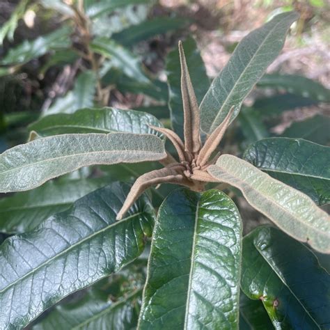 Broad Leaf Star Hair From Wollemi National Park Glen Davis NSW AU On