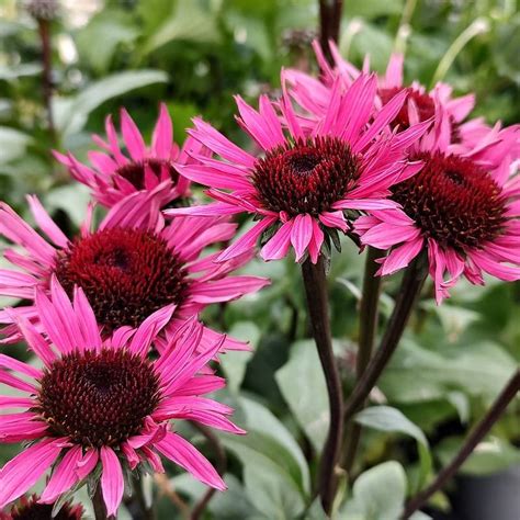 Buy Echinacea Fatal Attraction Coneflower In The Uk