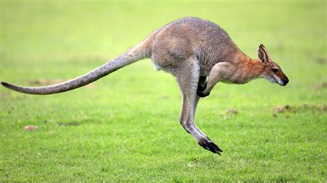 Kangaroo-Australia National Animal | Wallpapers9