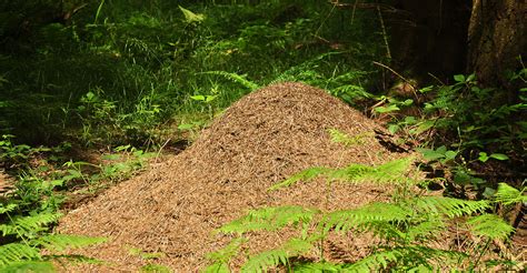 La Construction Du Nid Et Les Fourmis Tisserandes Dossier Off