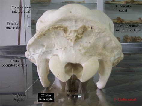 Anatomia Veterin Ria Medicina Veterin Ria Facisa