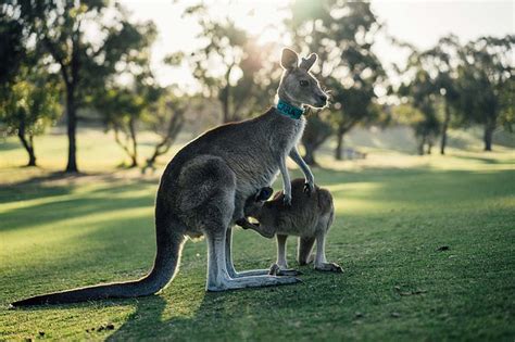 Vancouver to Adelaide, Australia for $756 CAD - Your Guide to Cheap ...