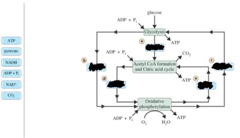 The Coupled Stages Of Cellular Respiration