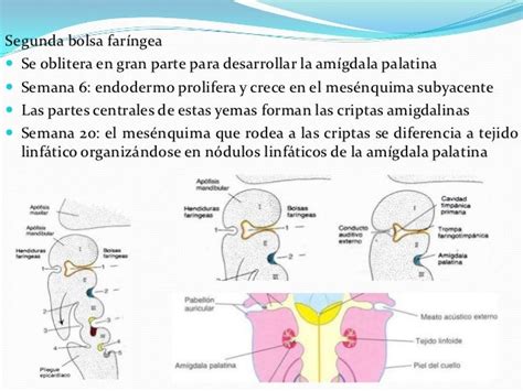 Arcos Faringeos Y Paladar Hendido