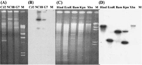 Localization Of Naphthalene Degradation Genes In P Naphthalenivorans