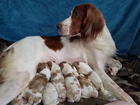 Kellyn Miller - Irish Red And White Setter Puppies For Sale