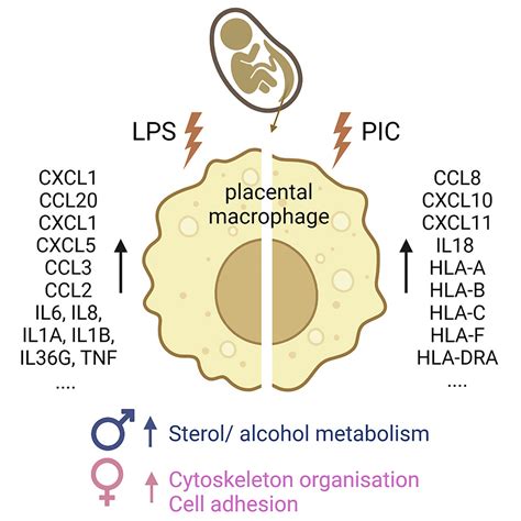 Placental Macrophage Responses To Viral And Bacterial Ligands And The