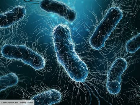 Escherichia coli comment sattrape cette bactérie et quels sont les