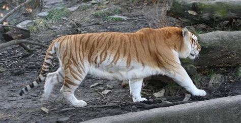The Jungle Store The Rare Golden Tiger