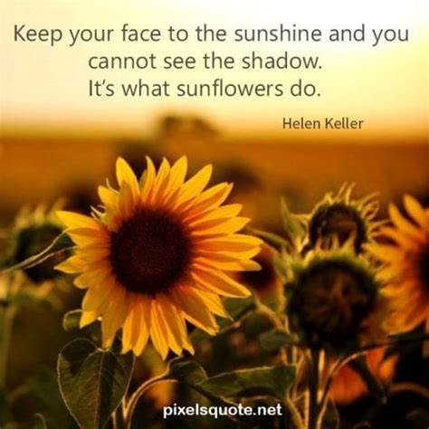 80 Sunflower Quotes with beautiful images | PixelsQuote.Net